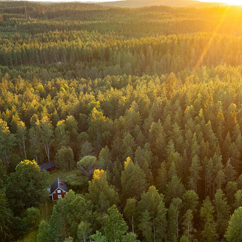 Skog