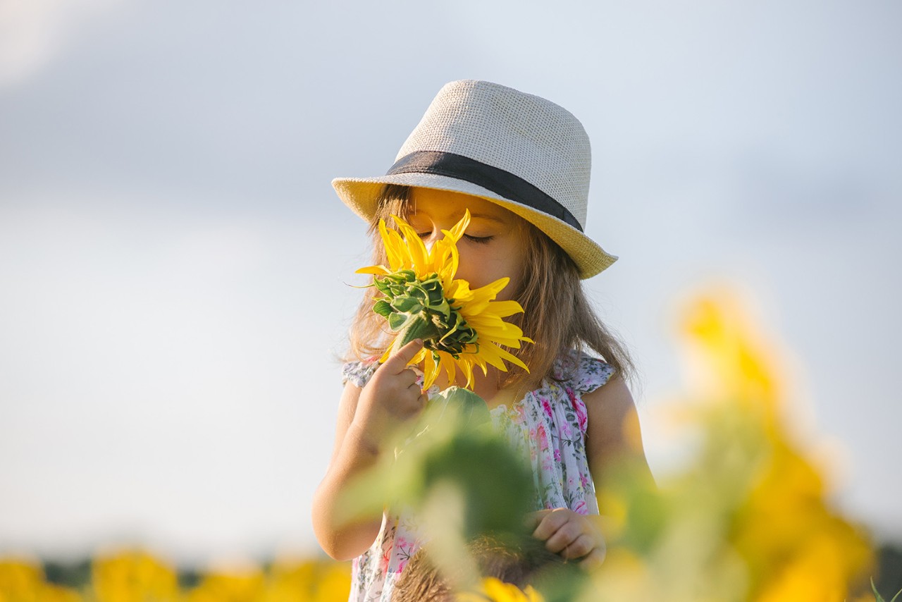 Child and sunflower, summer, nature and fun. Summer holiday. Little girl sniffing a sunflower