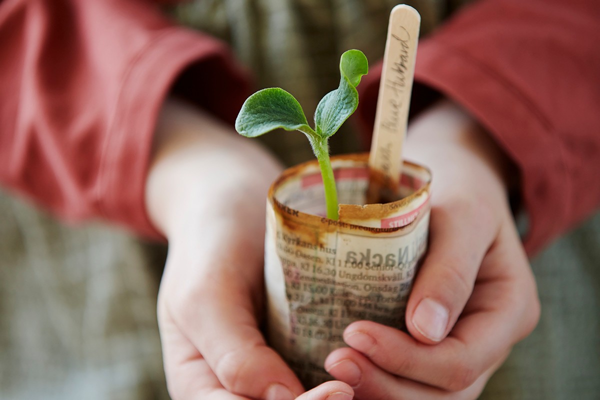 Hånd holder en plante som spirer