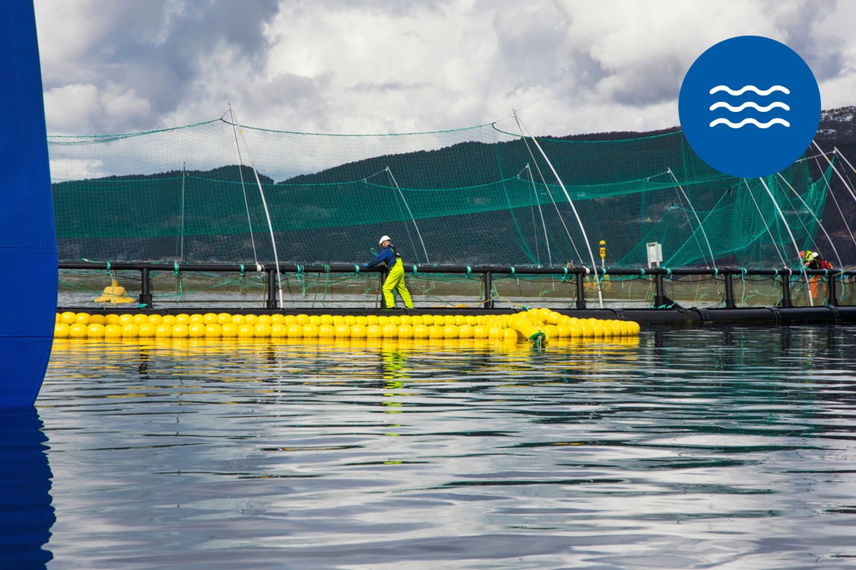 bransjebilde sjømat