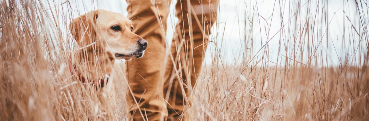 Hiker and dog standing in high grass
