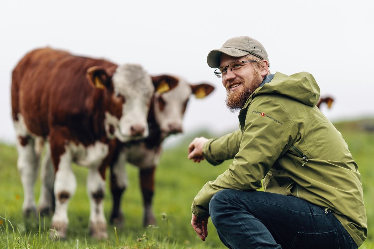 mann med kuer. bilde.