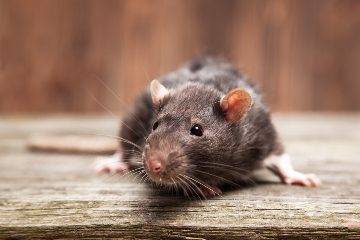 Mus og rotter, slik kommer dere innomhus til vinteren | SpareBank 1 Lom ...
