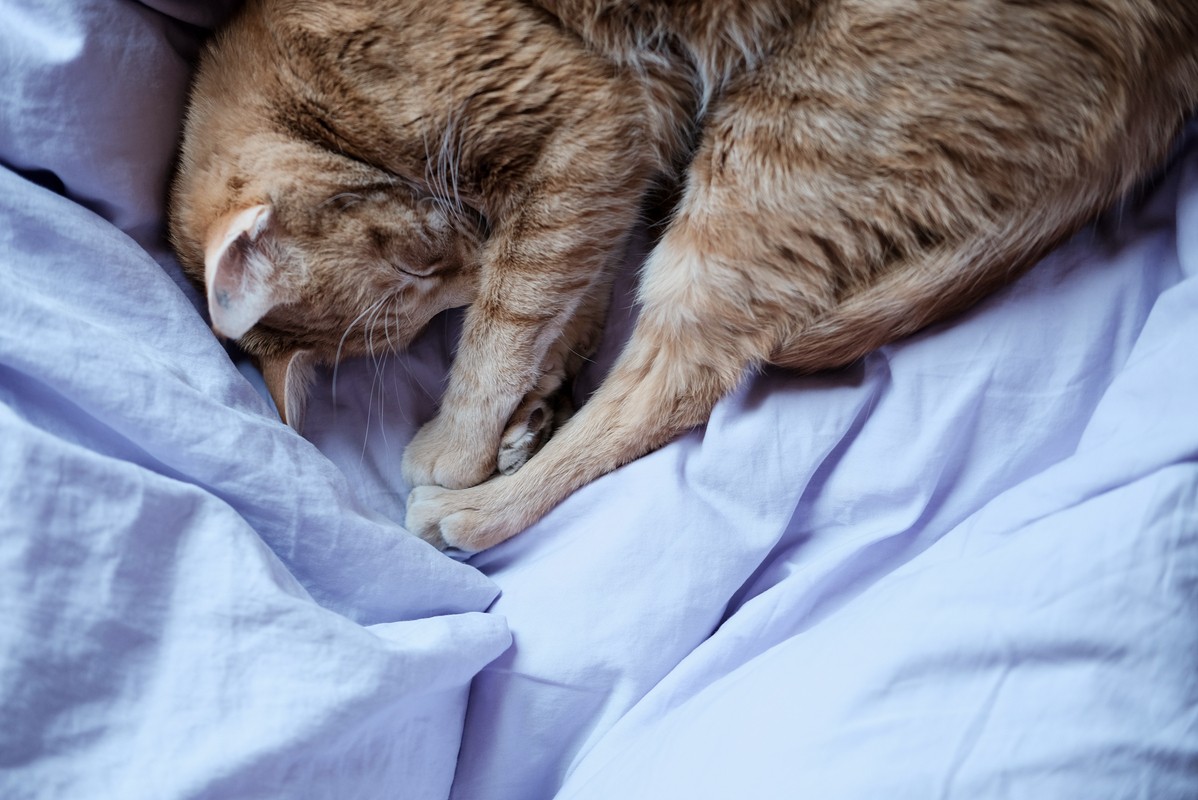 katt med katteforsikring strekker seg i senga