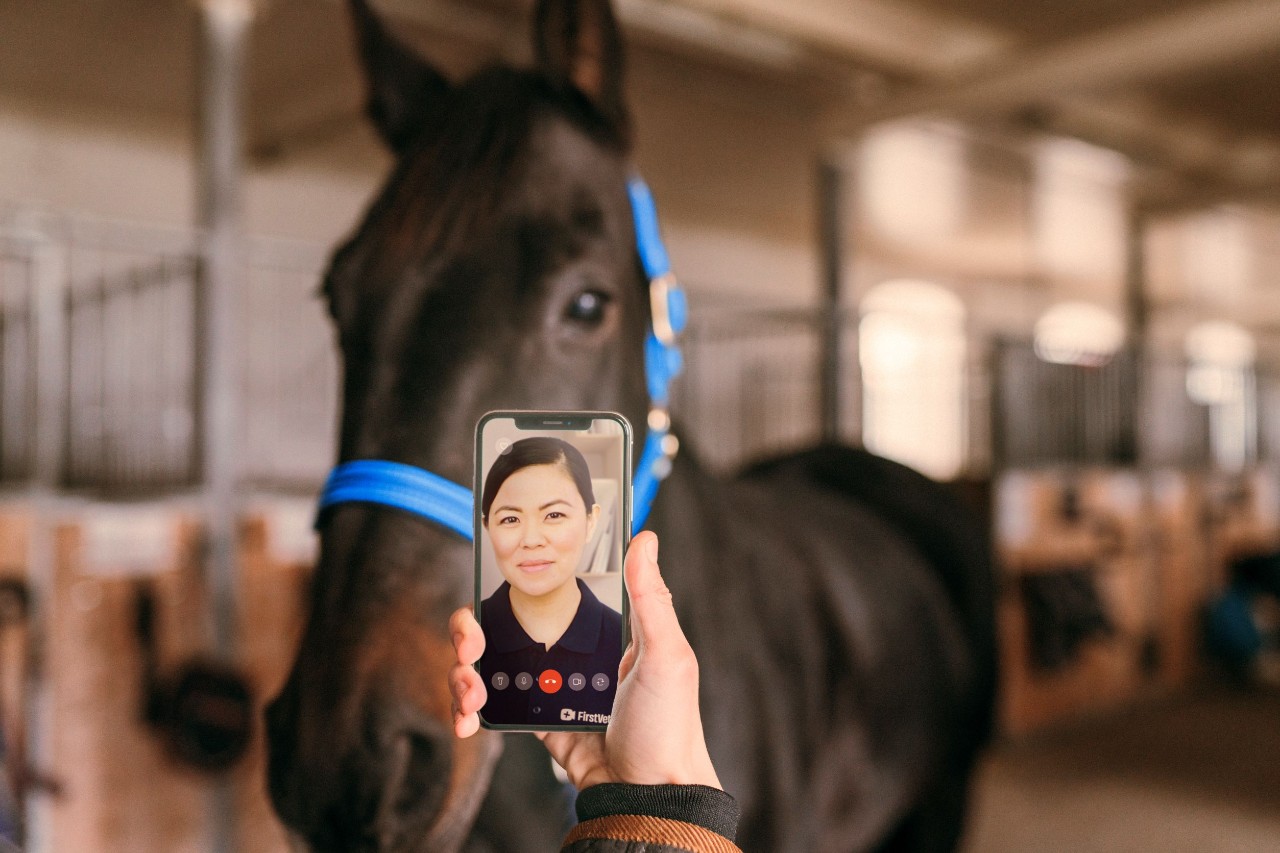 forsikret hest blir sjekket av online veterinær