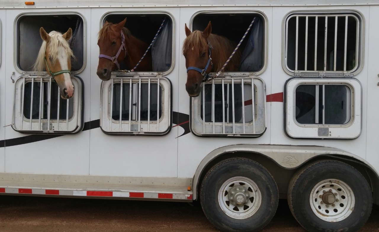 en hestehenger med 3 hester som titter ut av hengerens vinduer