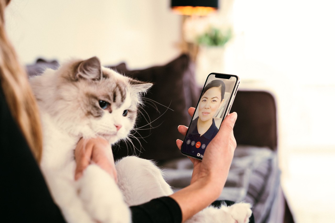 forsikret katt blir sjekket av online veterinær