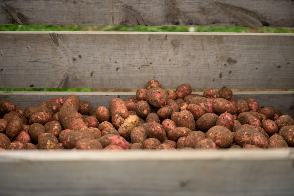 høstet poteter forsikret med avlingsskade