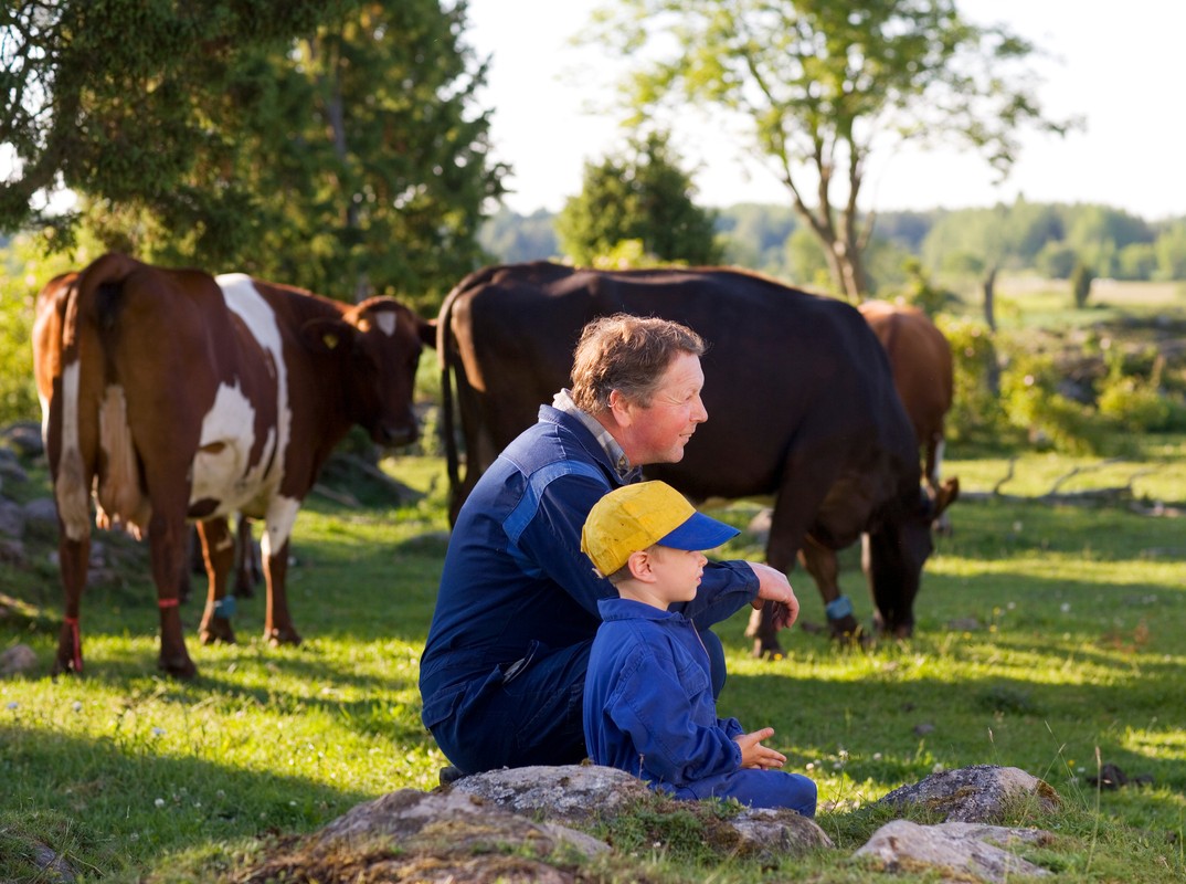 Bonde med barnbarn tittar på kor