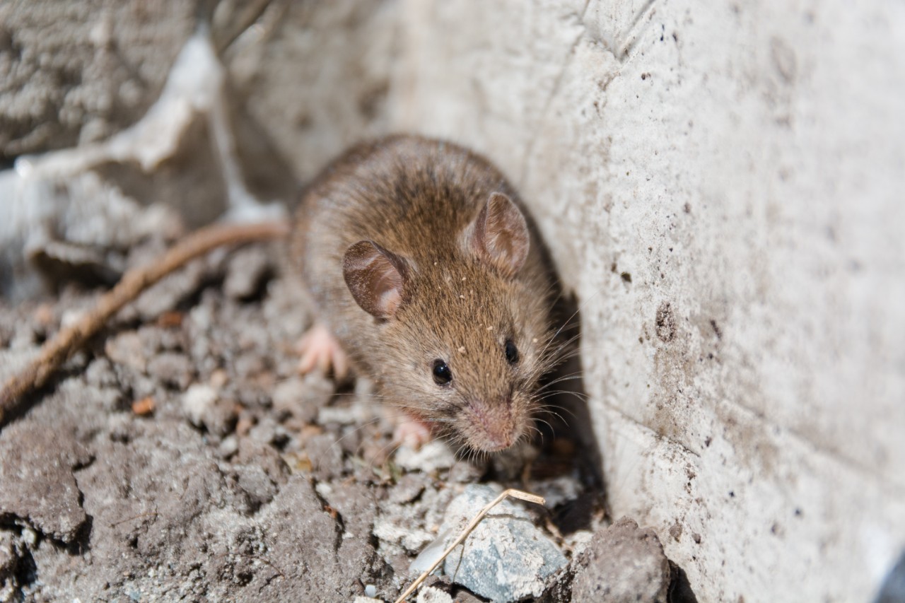 wild mouse. the mouse runs on a grass. gray mouse. mammals.