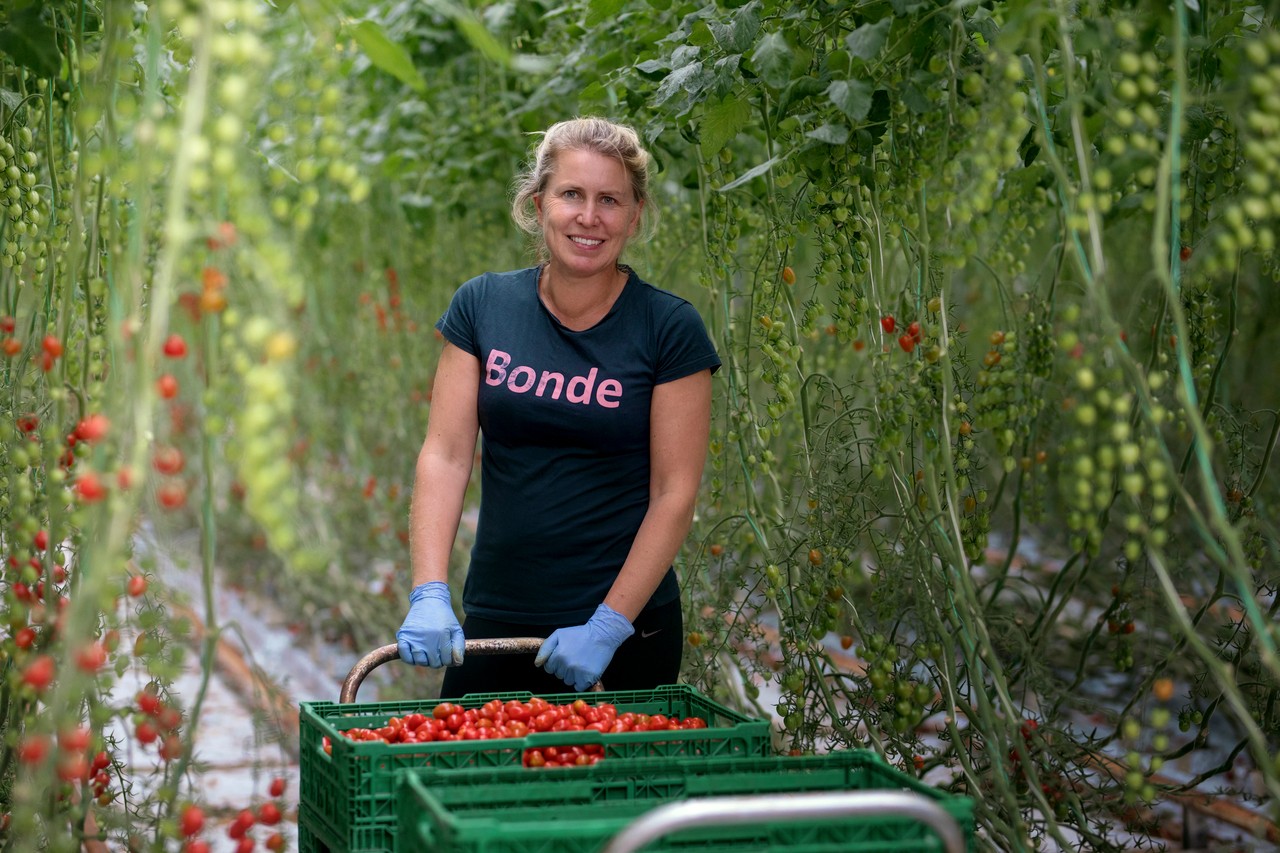 Høsting av tomater bonde landbruk