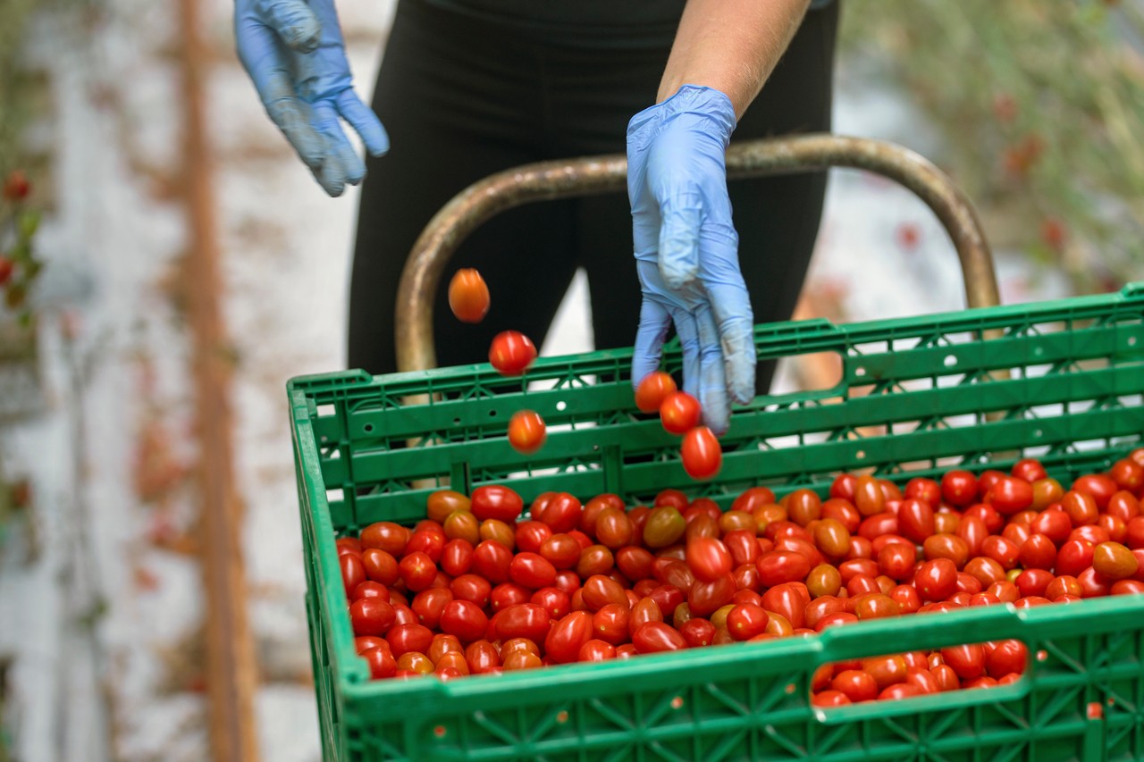 Tomatbonde i åkeren med tomater.